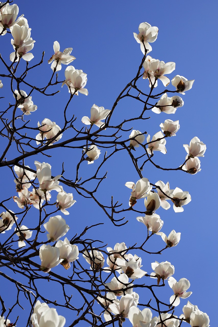 magnolia, spring, beautiful flowers, flower, nature, plant, flower wallpaper, white, petal, spring flowers, tree, flowering, garden, magnolia and, republic of korea, seoul, season, flower background, the shining