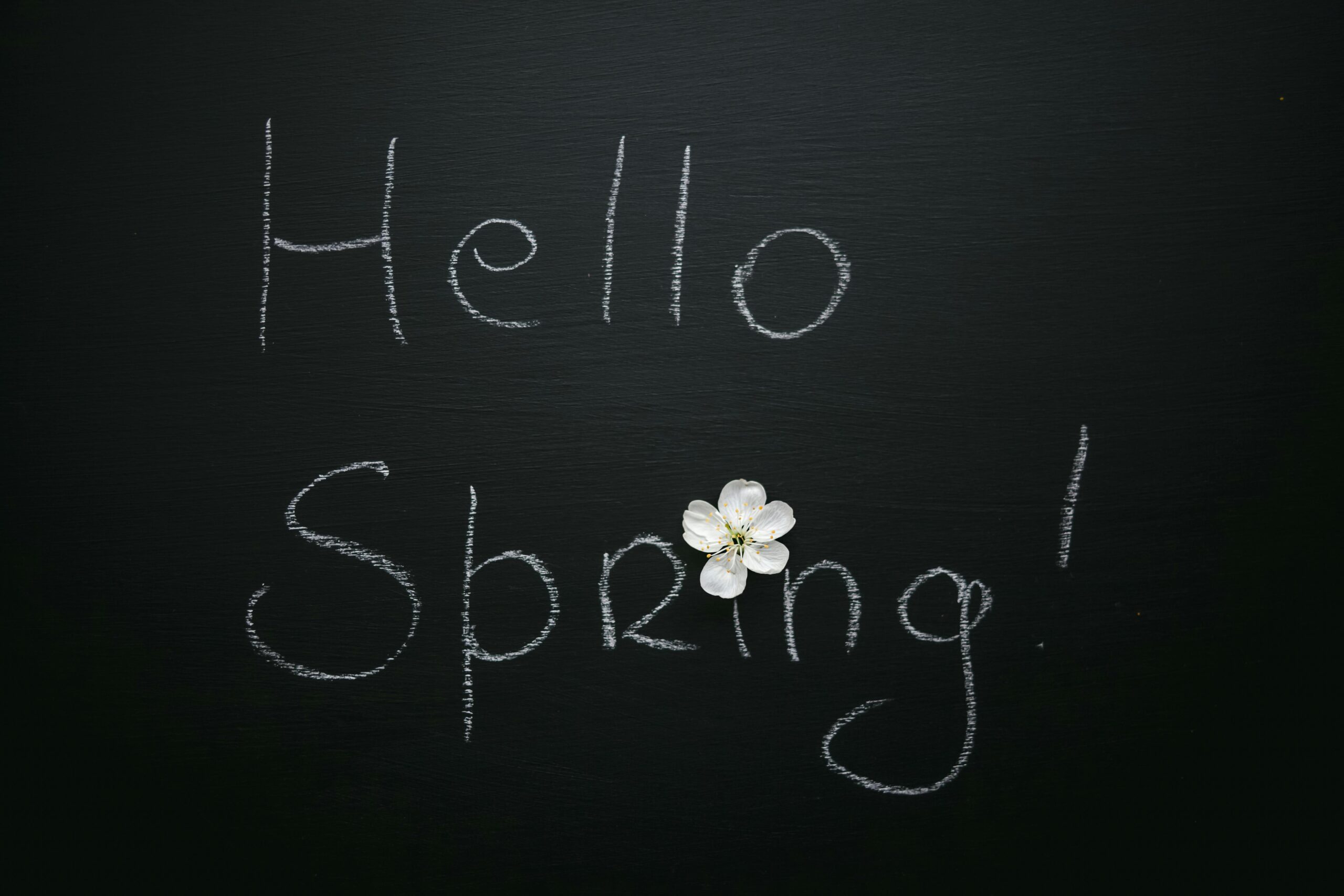 'Hello Spring' chalkboard message with a delicate white flower bloom for seasonal feel.